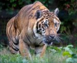 Siberian Tiger (panthera Tigris Altaica) Stock Photo