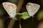 Southern Brown Argus Stock Photo