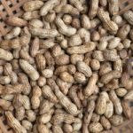 Dried Peanuts Stock Photo