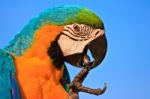 Macaw Bird Stock Photo