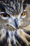 Eurasian Eagle-owl (bubo Bubo) Stock Photo