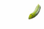 Green Worm White Background Stock Photo