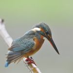 Common Kingfisher Stock Photo