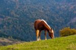 Cute Horse In The Alps Stock Photo