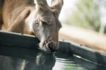 Kangaroo Outside During The Day Stock Photo