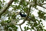 Oriental Pied Hornbill Stock Photo