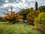 Prunus Pandora Tree In Autumn Stock Photo