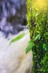 Fresh Green Plant On Rock In Middle Mun Dang Waterfall Rain Seas Stock Photo