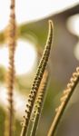 Cycas Stock Photo