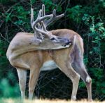 Beautiful Isolated Photo Of A Young Wild Male Deer With The Horns Stock Photo