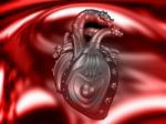 Human Heart  Stock Photo