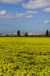 Spring Countryside Landscape Of Yellow Flowers Stock Photo