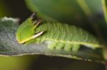 Foxy Emperor (charaxes Jasius) Stock Photo