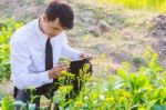 Students Are Studying Vegetables In The Garden Stock Photo