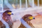 Hawks Within The Enclosure Of A Zoo Stock Photo