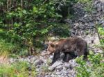 Brown Bear In Asturian Lands Stock Photo