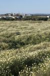 Crown Daisies In The Countryside Stock Photo