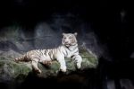 White Tiger Stock Photo