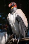 King Vulture (sarcoramphus Papa) Stock Photo