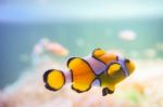 Cartoon Fish Near Sea Anemone Stock Photo