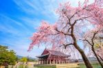 Gyeongbokgung Palace With Cherry Blossom In Spring,south Korea Stock Photo