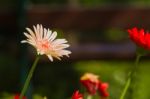 Gerbera Flower Stock Photo