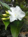 Gardenia Flower Stock Photo