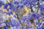 Colourful Blooming Jacaranda Tree Stock Photo