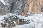 Deer In The Snow! Stock Photo