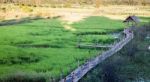 Green Rice Field In Chiang Rai, Thailand Stock Photo