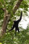 Black Gibbon Climbing Tree Stock Photo