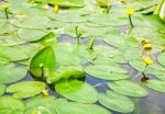 Water Lily Closeup Stock Photo