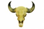 Buffalo Skull Stock Photo