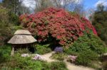 Magnificent Rhododendron Stock Photo