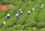 Dalat, Vietnam, July 30, 2016: A Group Of Farmers Picking Tea On A Summer Afternoon In Cau Dat Tea Plantation, Da Lat, Vietnam Stock Photo