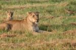 Lioness And Her Cub Stock Photo