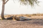 Lion Under The Tree In Africa Stock Photo