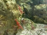 Red Camel Shrimp On Rock Under Water Stock Photo