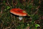 Fly Agaric Stock Photo