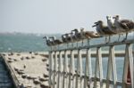 Group Of Seagulls On Pier Stock Photo