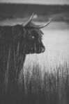 Highland Cow On The Farm Stock Photo