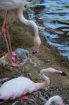 Fuengirola, Andalucia/spain - July 4 : Greater Flamingos (phoeni Stock Photo