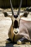 Gemsbuck Antelope (oryx Gazella) On A Zoo Stock Photo