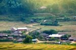 Close Up Rice Fields On Terraced Of Yellow Green Rice Field Landscape Stock Photo