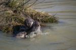 Eurasian Otter (lutra Lutra) In Natural Habitat Stock Photo