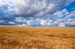 Field Of Wheat Dramaticl Cloudy Blue Sky Stock Photo