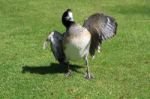 Duck Strutting Across The Lawn Stock Photo