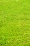 Green Grass Stock Photo