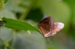 Common Crow Butterfly (euploea Core) Stock Photo