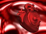 Human Heart  Stock Photo